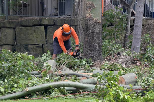 Professional Tree Care  in Grosse Pointe Farms, MI